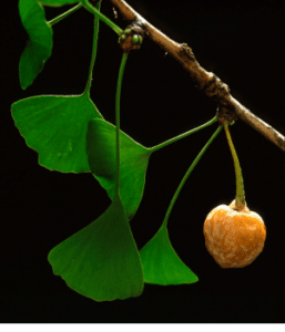 Ginko Biloba Plant